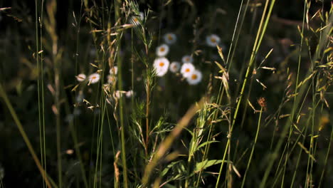 daisies in a meadow