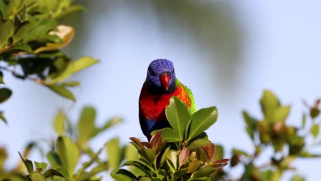 lorikeet colorido posado en una rama de hojas