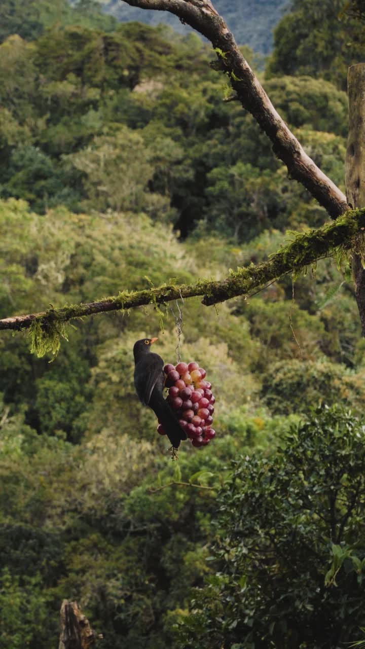Vertical footage of a Great Thrush Turdus fuscater perched on a bunch of grapes in Colombia showing tropical bird behavior and natural feeding scene