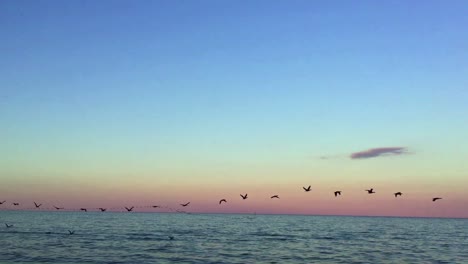 atardecer de verano en el lago ontario con cientos de cormoranes negros volando a baja altura sobre el agua, en su camino de regreso a casa para anidar en el parque tommy thompson