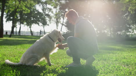 focused dog give paw to owner with open hand in park. training process outdoors