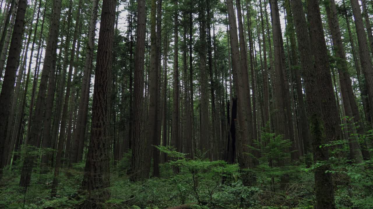 Foresta di Vancouver, Columbia Britannica
