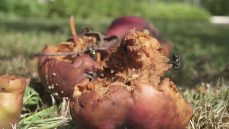 rotting apple on the grassy ground with swarm of flies on top