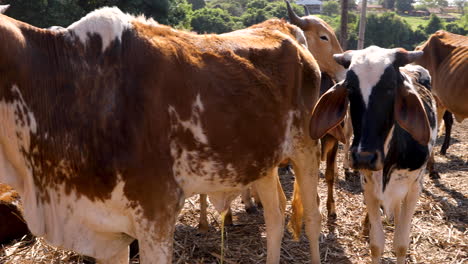 Cows-grazing-on-small-farm-in-the-countryside