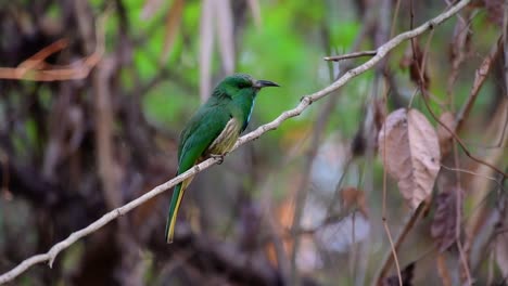 El-Abejaruco-De-Barba-Azul-Se-Encuentra-En-La-Península-De-Malaya,-Incluida-Tailandia,-En-Claros-De-Bosques-Particulares