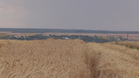 golden summer wheat field: agricultural growth and harvest in 4k slow-mo