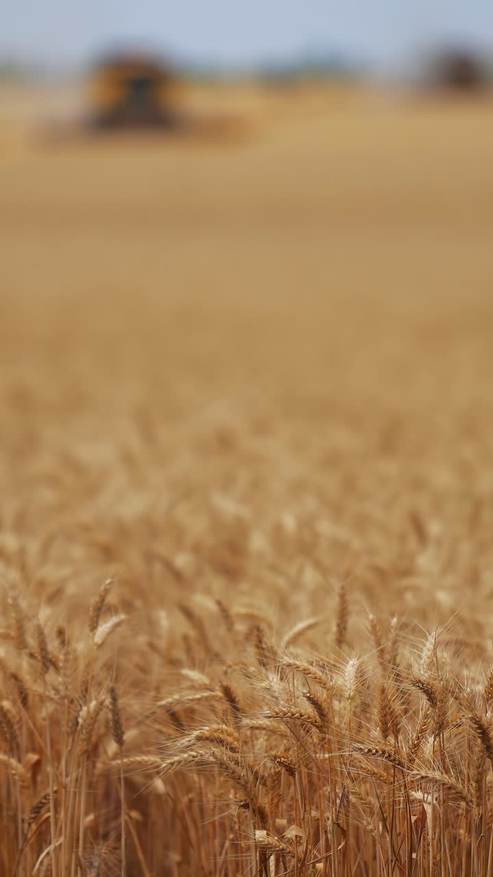 Golden Wheat Field During Harvest
