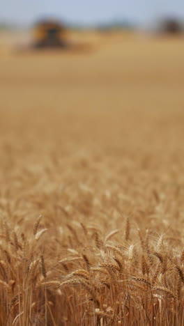 golden wheat field during harvest