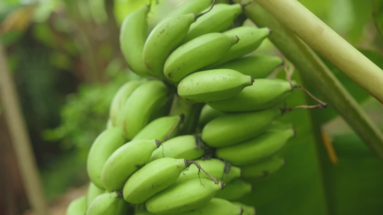A slow pan reveals a close-up view of an unripe banana bunch growing in a tropical garden, with vivid green tones and large surrounding leaves under humid natural light