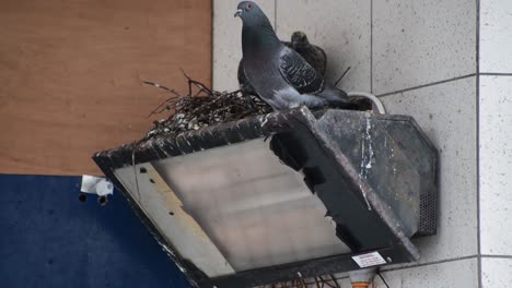 close-up of an adult pigeon feeding a young pigeon