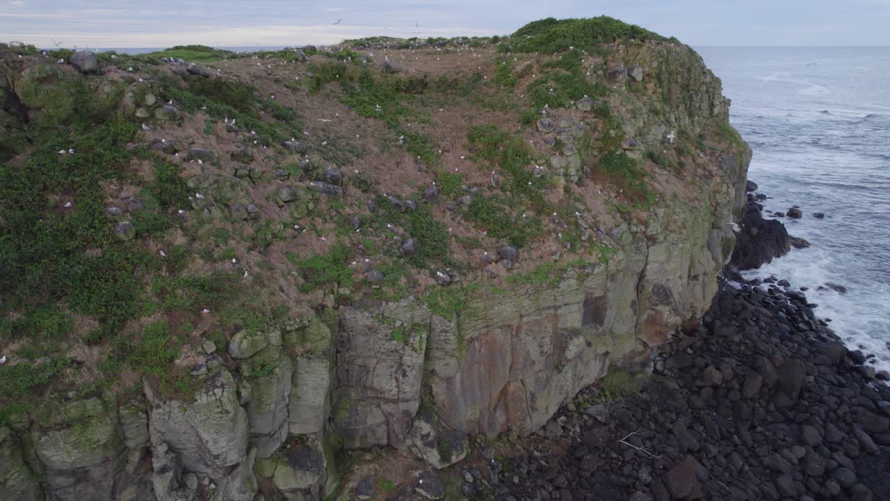 바닷새가 굴에 둥지를 틀고 있는 쿡 아일랜드의 바위 해안선