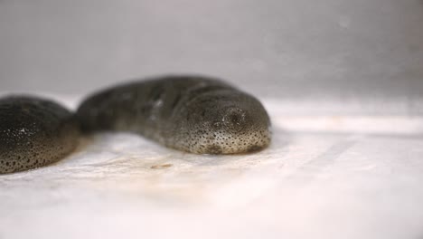 Sea-cucumber-on-a-white-background