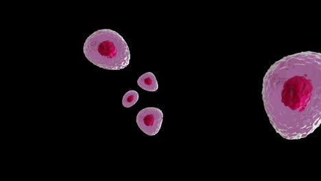 animación de micro de células rojas y rosadas sobre fondo negro
