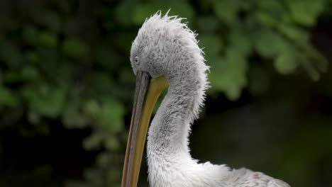 Portrait-of-Dalmatian-Pelican-on-a-gloomy-day---closeup