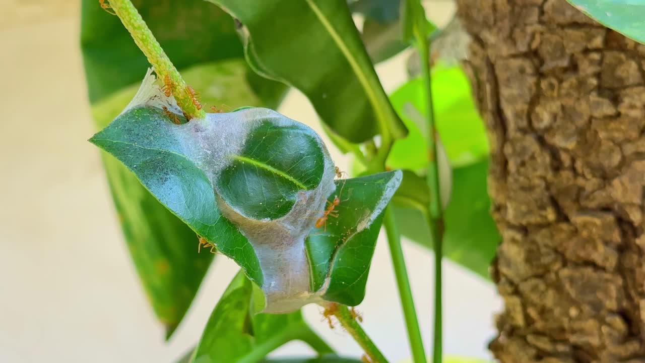 closeup shot red weaver ants making nest on a mango tree, An ant colony made of green leaves by red weaver ant's in india,
