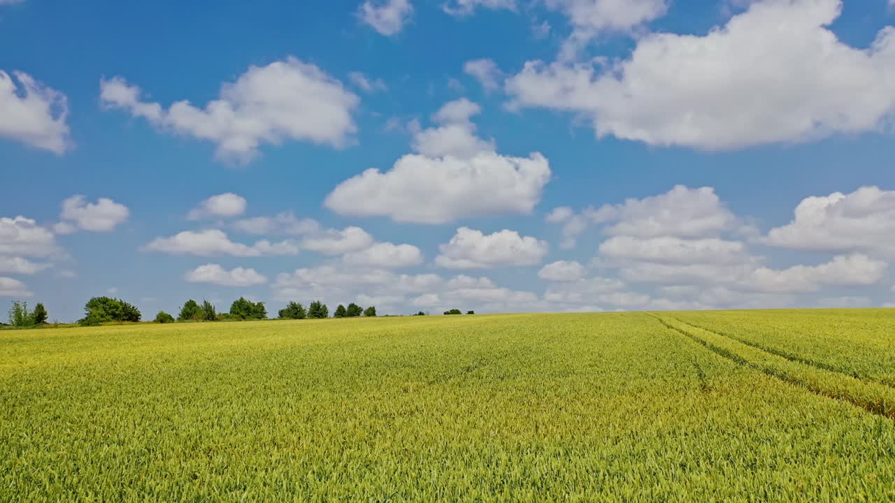 Flying over the green field in spring. Drone low view on the farmland of young agronomy herbs under the blue sky. Agriculture farming concept.