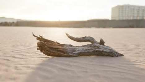 piece of an old root is lying in the sand of the beach