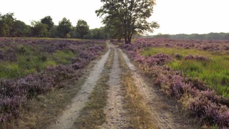 Slow-shot-and-walking-in-purple-blossoming-heathland,-National-Park-De-Meinweg,-Netherlands---4k60p