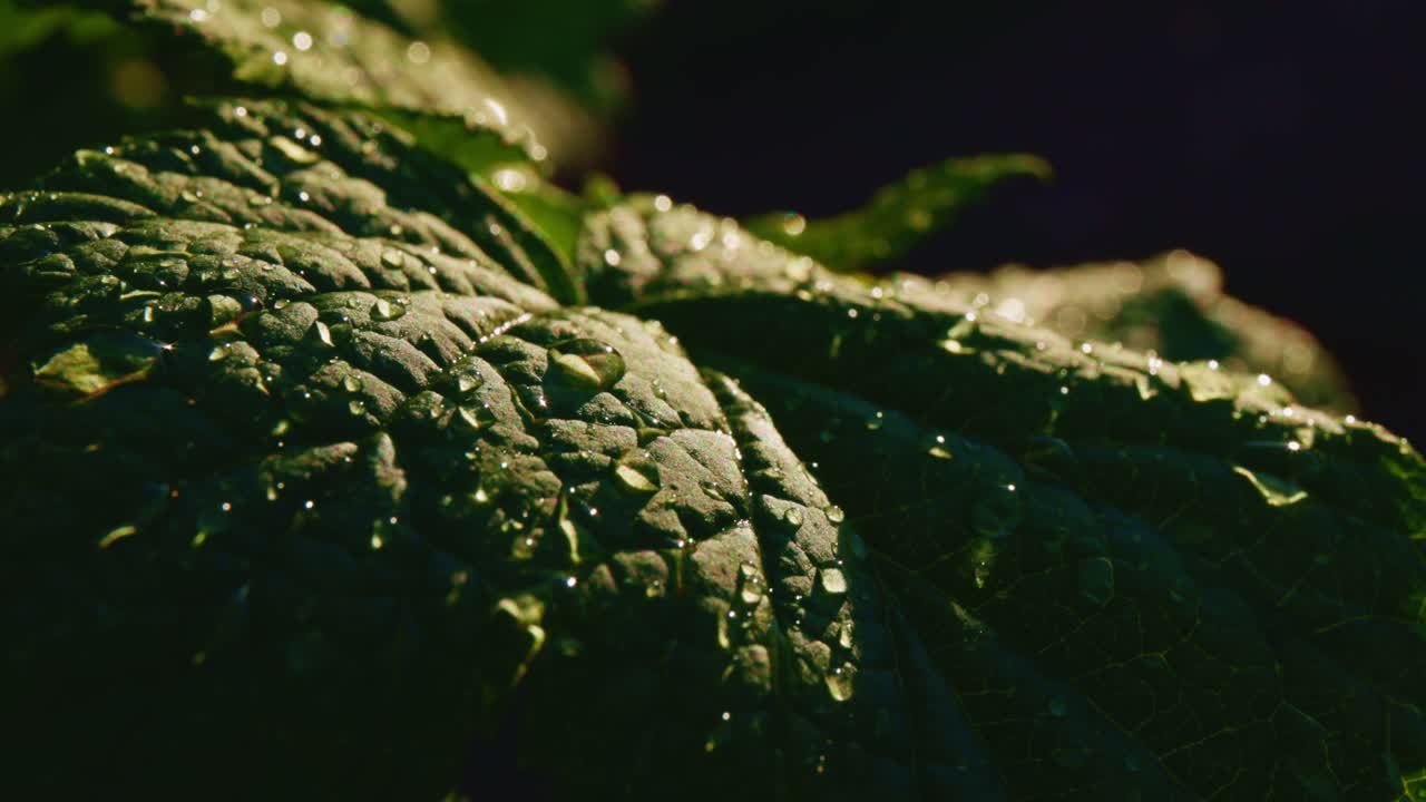 gotas de rocío en una hoja
