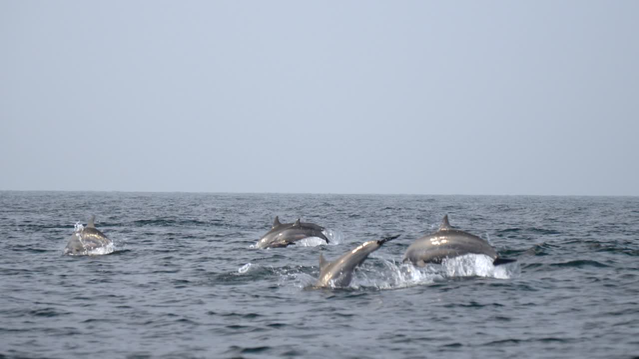 Dolphins swimming in open sea near Trincomalee coast, calm and peaceful ocean scene