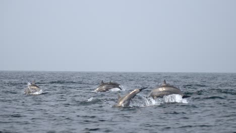 dolphins swimming in open sea near trincomalee coast, calm and peaceful ocean scene
