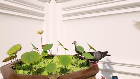 pigeons interact around a lotus pond at wat pho, bangkok, showcasing natural behavior in a serene temple setting