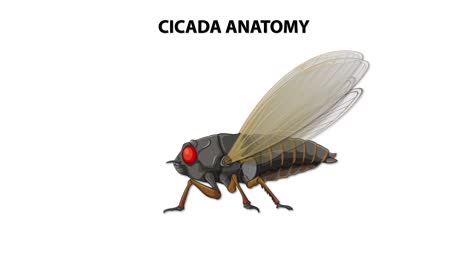 illustrated cicada anatomy with labeled body parts