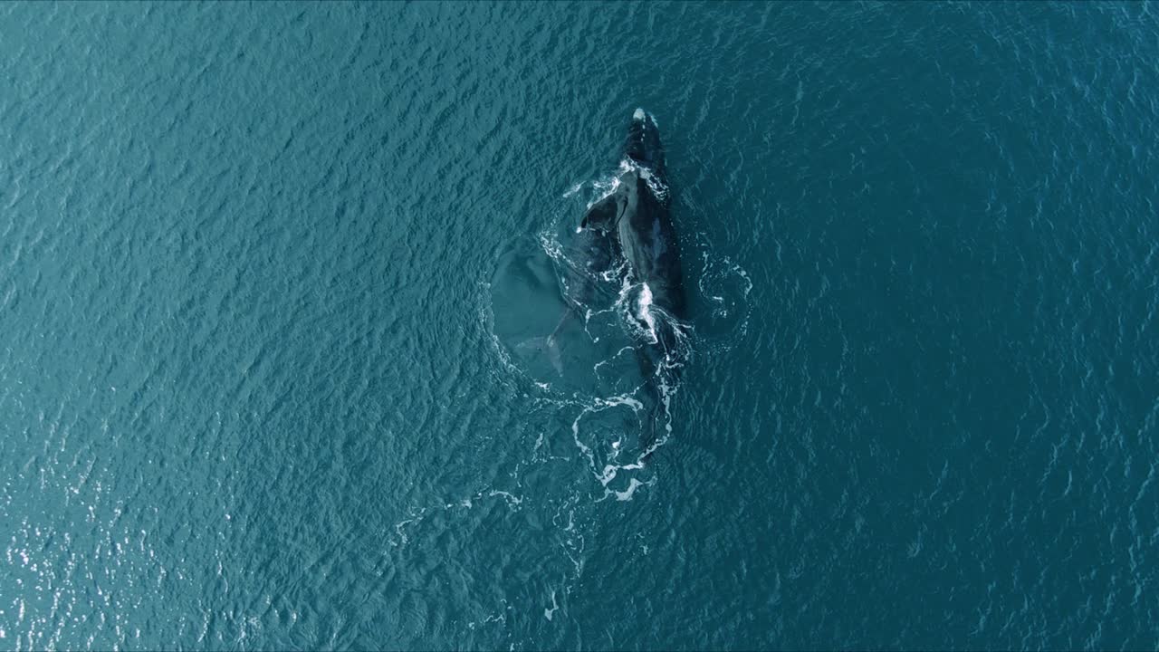 수면에서 송아지를 껴안고 있는 남방긴수염고래 어미의 하향식 보기 - 공중