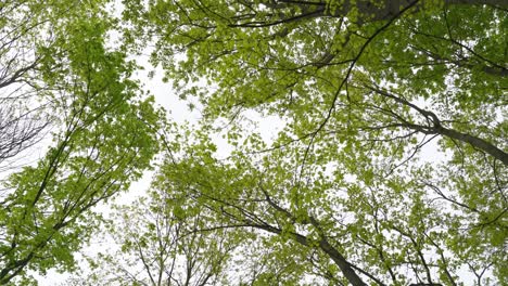 Camera-pointing-upwards-towards-Trees,-calmly-moving-in-the-wind-in-a-forrest-in-Berlin