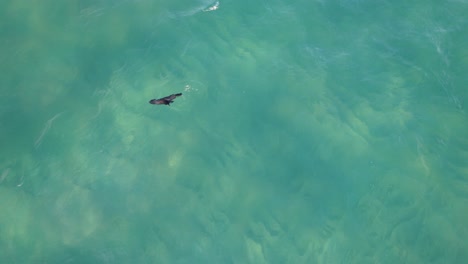 Vista-Aérea-De-Una-Foca-Bebé-Nadando-En-Agua-Azul-Clara