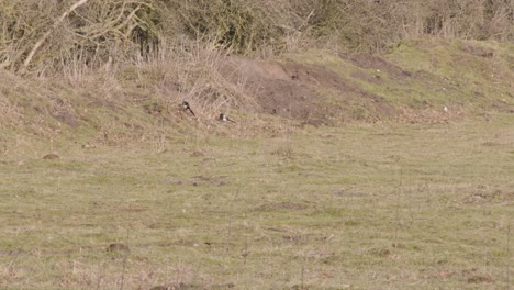 Two-magpies-inspecting-the-field-far-away-from-the-camera