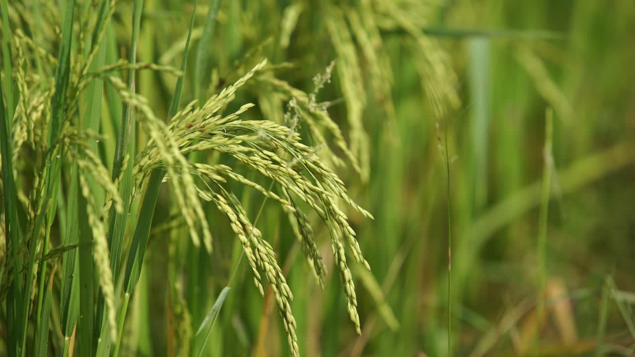 쌀은 많은 아시아 국가에서 주식입니다.