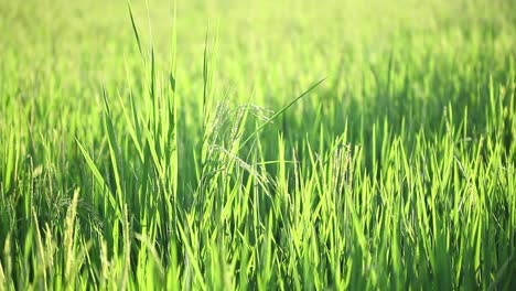 green rice plants swaying in the wind with the evening light