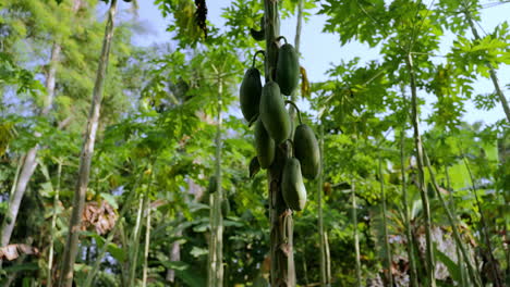 Green-papaya-fruit-hanging-on-a-tree-with-surrounding-papaya-trees-in-an-Indonesian-forest