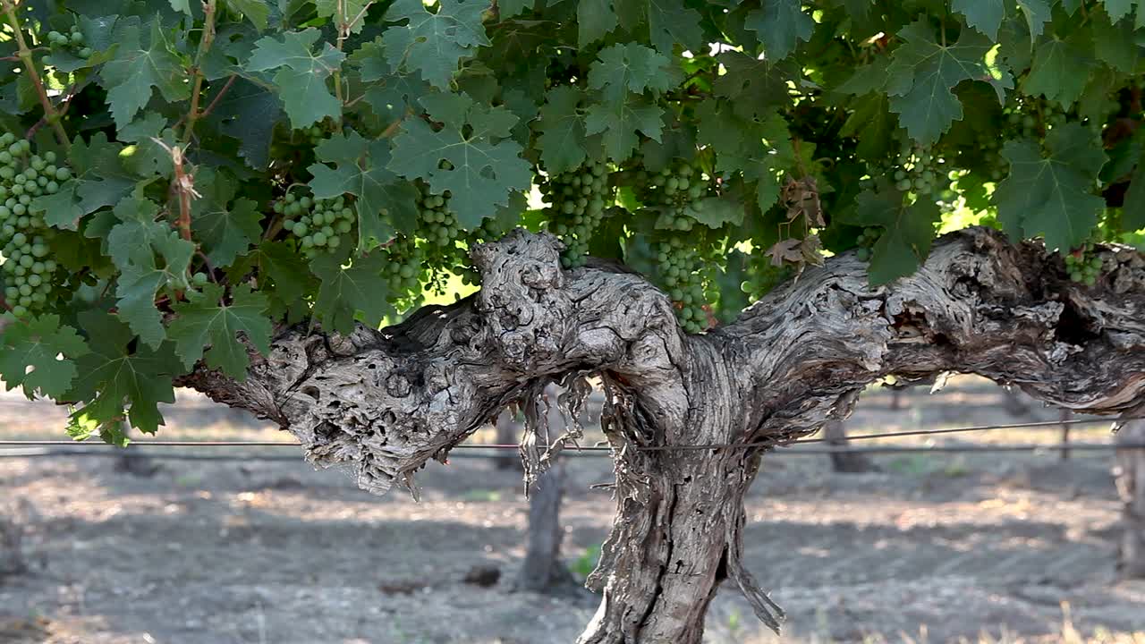 캘리포니아 2의 산타 이네즈 계곡 ava에 있는 성숙한 포도 덩굴의 풍화된 줄기