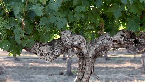 El-Degradado-Tronco-De-Una-Vid-Madura-En-El-Valle-De-Santa-Ynez-Ava-De-California-2