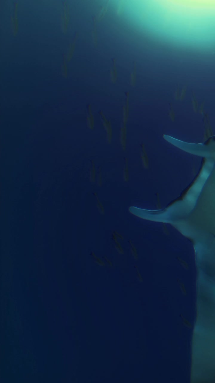 Humpback whale swims in deep ocean waters near schools of fish