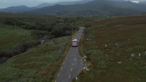 Vehicle-with-horse-trailer-braking-before-herd-of-sheep-on-road.-Driving-in-countryside-at-dusk.-Ireland