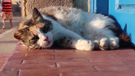 experience essaouira's charm through a playful cat's eyes