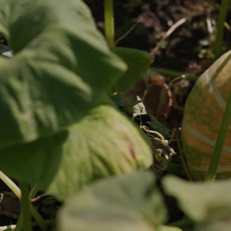 A-large-pumpkin-matures-in-a-garden-bed-3