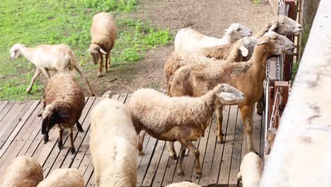 flock of sheep traversing a narrow bridge