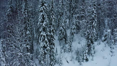 snowy winter forest