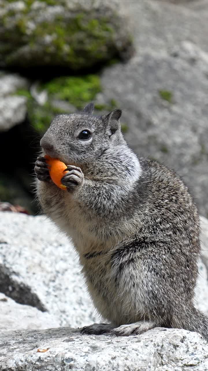 Simpatico scoiattolo che mangia un pezzo di frutta su una roccia all'aperto