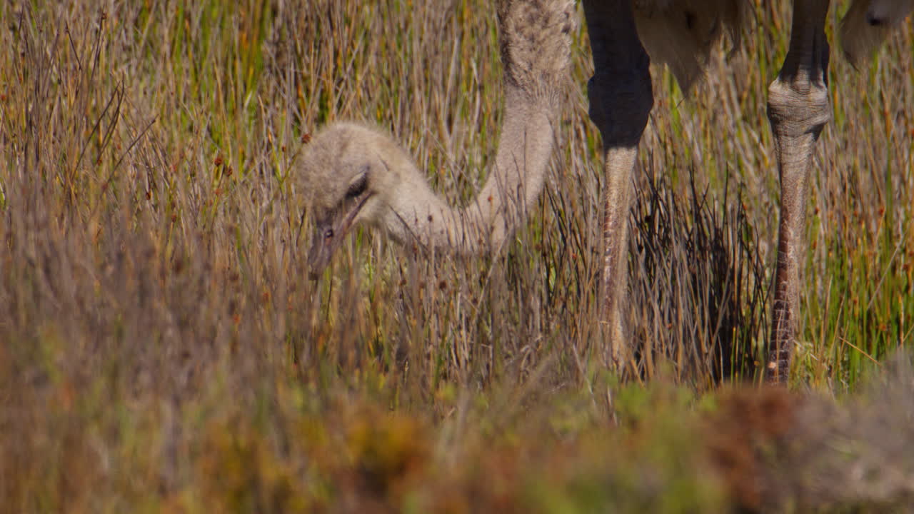Primer plano de ángulo bajo de un avestruz (Struthio camelus) buscando alimento en un campo entre juncos.
