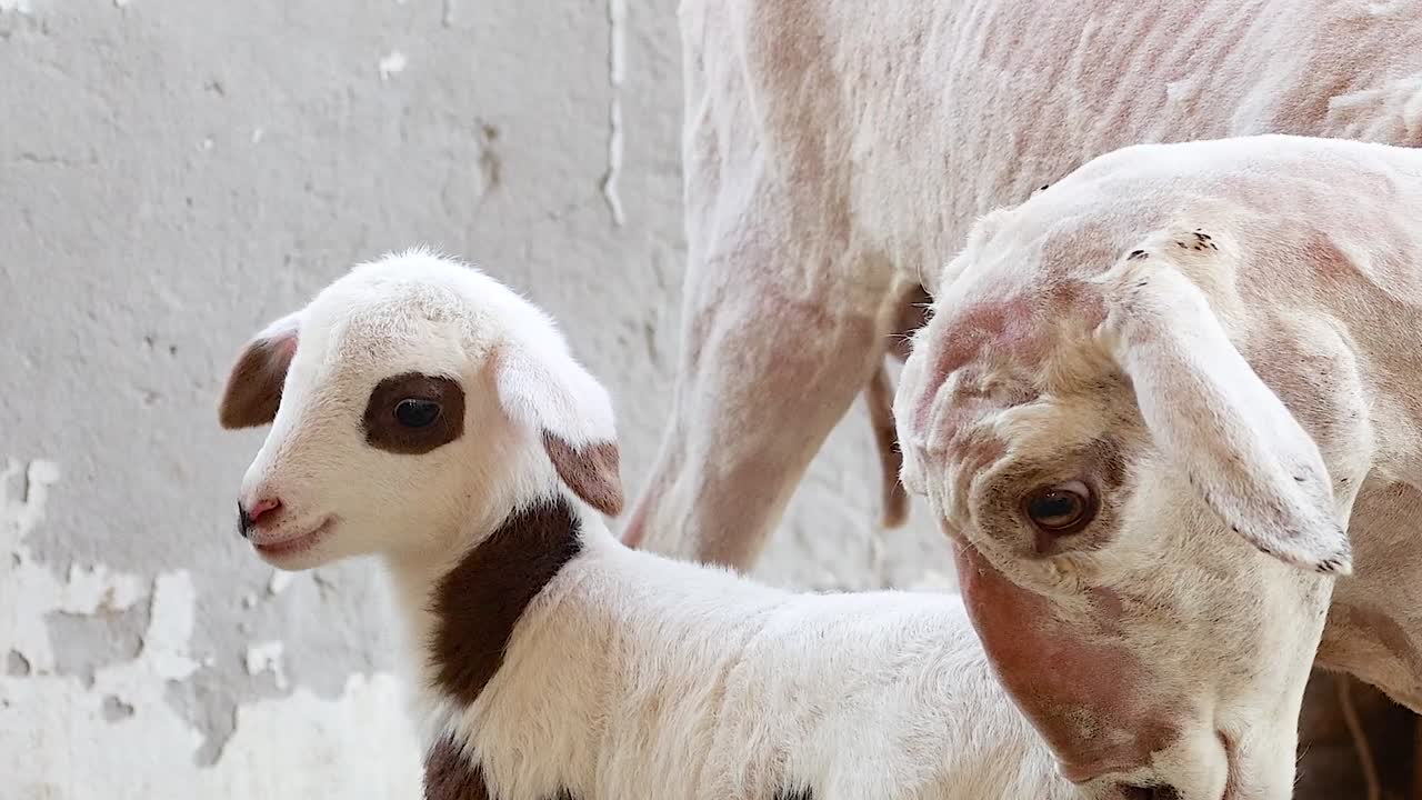동물원 에서 상호 작용 하는 양 과 양자