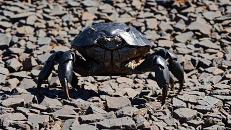 black crab on rocks