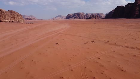 camel family walking through the wadi rum desert in jordan