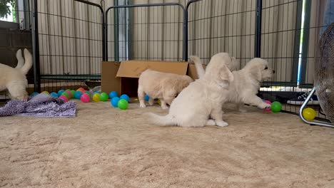 Water-Tray-being-Taken-From-Litter-Of-Golden-Retriever-Puppies