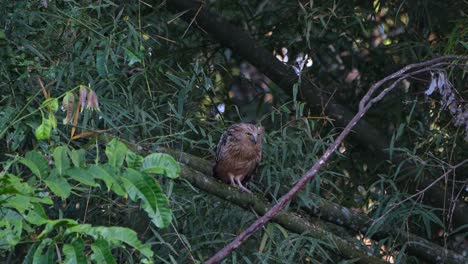 Looking forward and then flies away, Buffy Fish Owl Ketupa ketupu, Thailand