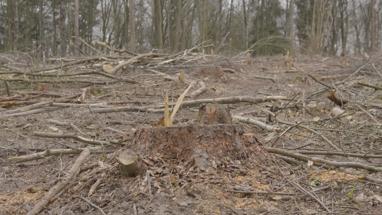 상업적 목재 무역 을 위해 땅 을  ⁇ 아내는 것, 마주리아, 폴란드